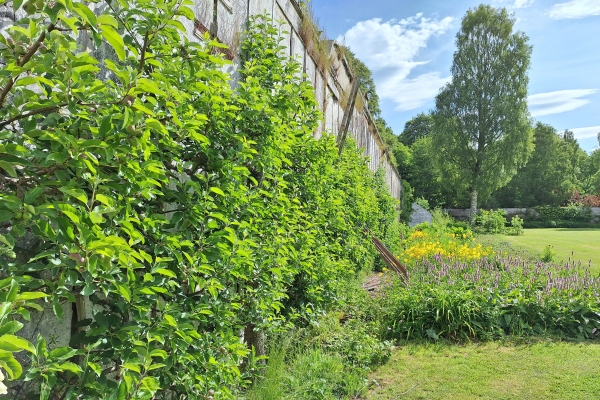 Cluny Community Walled Garden